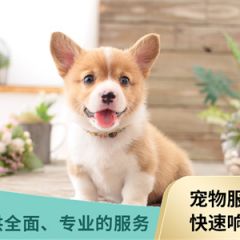 猫犬寄养