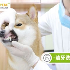 宠物超声波洁牙洗牙