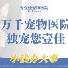 [猫咪洗澡]猫咪精致洗护